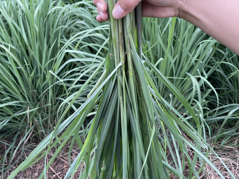 無農薬 レモングラス 抜き苗 3本  東京から発送☆ 無農薬・自然農法・有機農産物などの産直通販 ふるさと21 / 深江農園