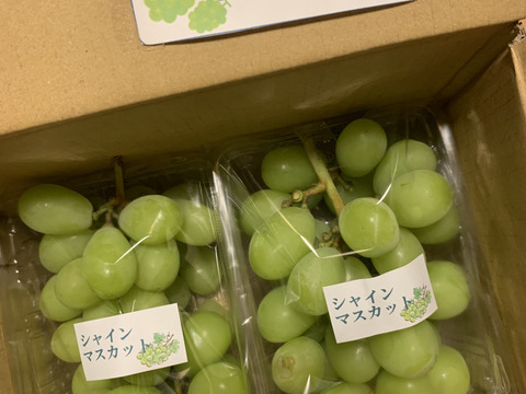 毎年大人気のご家庭用・山梨県産シャインマスカット1㎏
