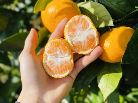 【コク甘❗️】『愛媛県産みかん』10kg（ご家庭用）