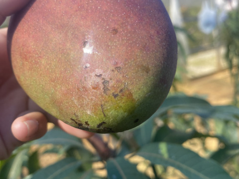 【数量限定】芳醇な香り沖縄完熟マンゴーご家庭用・1kg