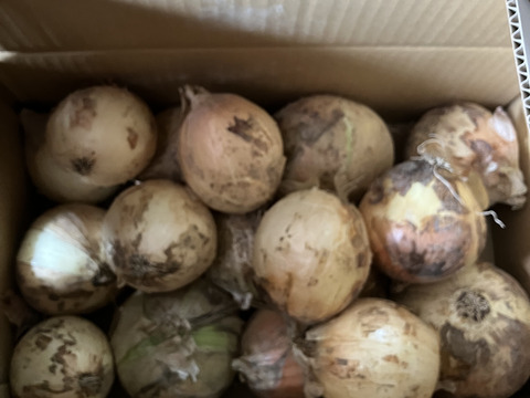 【訳あり】今が旬の淡路島新玉ねぎ！5キロ
人気ナンバー1商品、とにかく水分量がすごい！