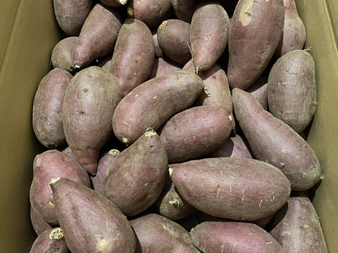 【新芋】シルクスイート　丸2Sサイズ　5kg さつまいも