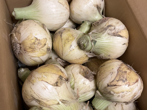 【野菜ソムリエサミット金賞🏆】淡路島新玉ねぎ5kg