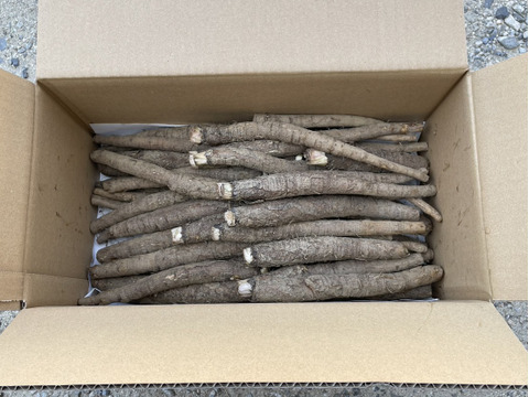 【自然栽培】大浦ごぼう　3㎏　（牛蒡・ゴボウ）