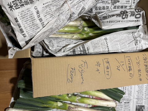 ｼｬｷｯ！赤城の太ネギ「黒檜」！18本・約5.0kg・土付き