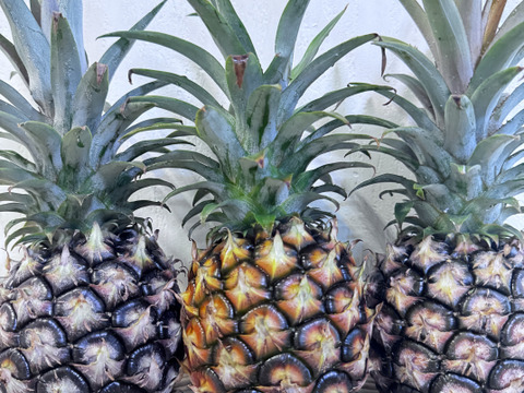 沖縄県石垣島産ピーチパイン2kg入り