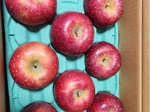 2026年度産予約開始🙇このりんご絶対食べて欲しい‼️甘くて芳醇な香り🍎千雪りんご3キロ