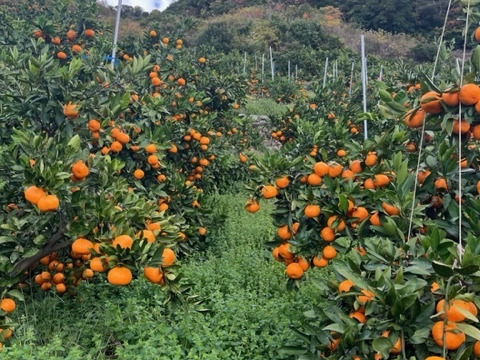 【5キロ家庭用】節減対象農薬　特別栽培で育てたからだにやさしい　有田みかん