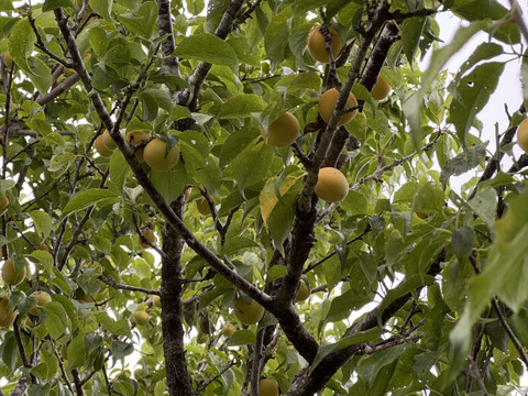 希少な自然農法栽培　農薬不使用 農園自慢の熟し梅　日本古来の原種梅鶯宿です。
サイズ無選別   3キロ以上　サービスでその日に採れた野菜もお入れしてお送りいたします。