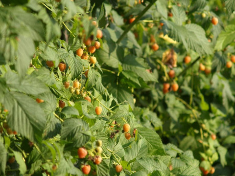 元気カラーで華やかに‼北海道十勝産冷凍ベリー詰め合せ（6種計1kg）