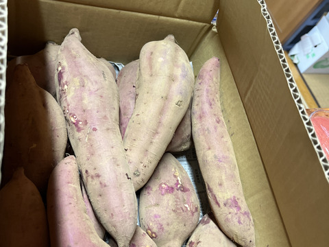 上等な 完売間近‼️昔ながらのホクホク食感！栗のような甘さ 野菜