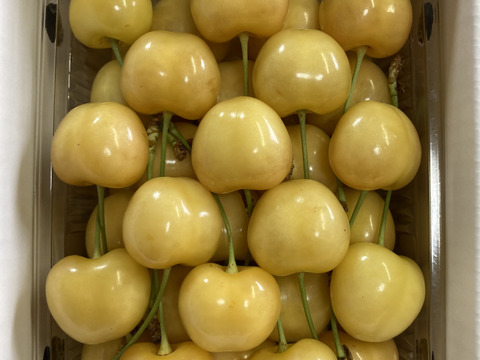 🍒さくらんぼ月山錦🍒特秀2Lサイズ　1キロ 500gパックバラ×2