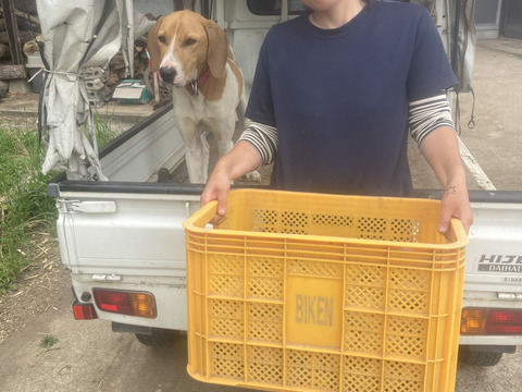 赤い皮と甘さが自慢！【アンデスレッド】3kg