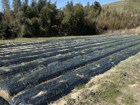 玉葱　七宝甘70　奈良県五條市産