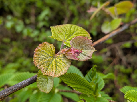 山葡萄の新芽　約300g