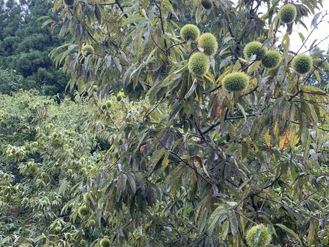 【1kg】秋の味覚『やまえ栗』M〜LLサイズの詰め合わせ！