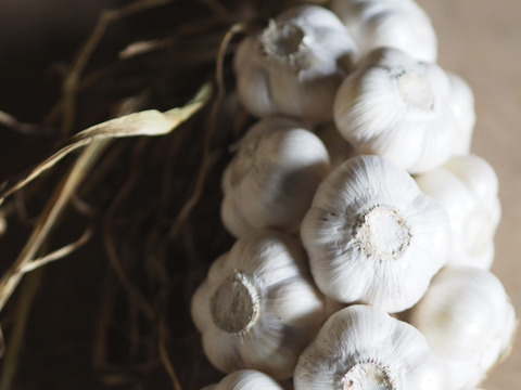 【予約販売】ガーリックブレイド・12玉【飾って食べて楽しめる♪】