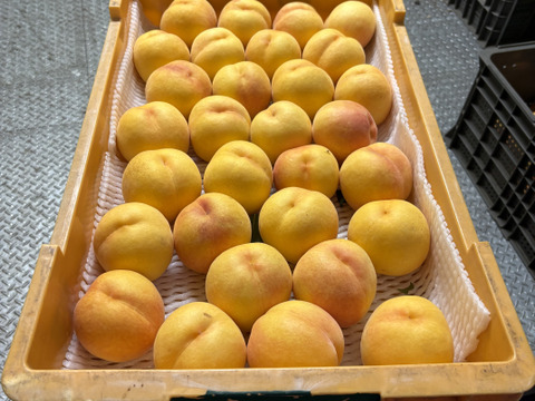 🉐【食べ比べ】長野県産桃【ゴールドワッサー】家庭用3kg：長野県産の