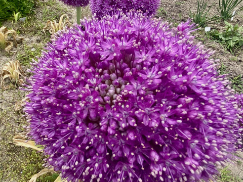 「3本、40㎝」アリウム（ギガンジューム）