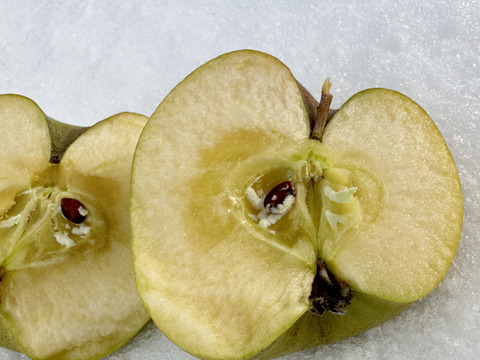 期待の稀少品種！「青林」約3kg 8〜10玉　キャップ詰