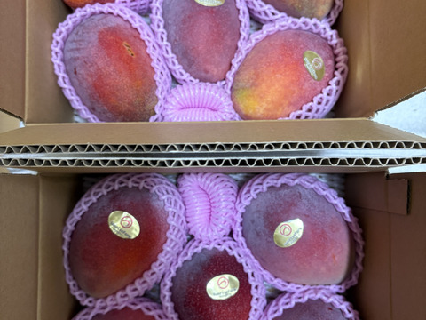 【順次発送中】県知事賞受賞 サンライズファームのご自宅用マンゴー【約2kg】✕2箱