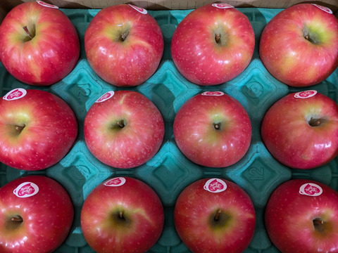 年内発送します🍎 ピンクレディ®︎3キロ箱  長野県 信州 安曇野 リンゴ 幻 幻のリンゴ 予約 希少 旬 6玉〜16玉サイズ 商品ID42100 ピンクレディー