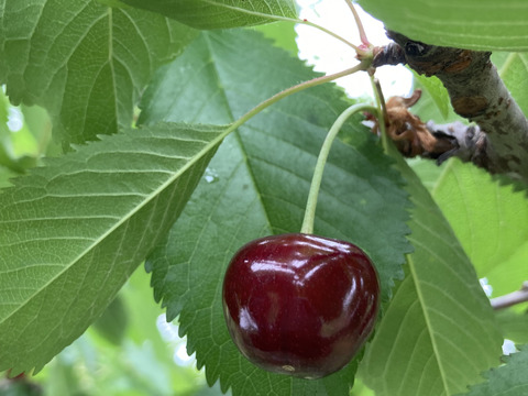 山形のさくらんぼ「紅さやか」700gバラ詰め