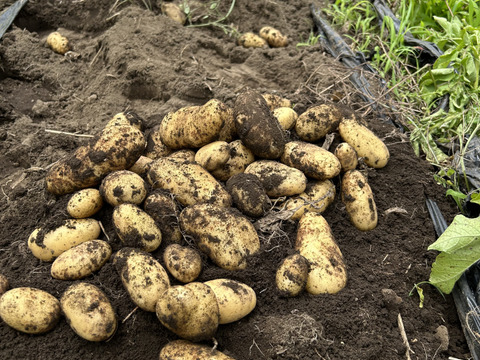 寄居発 採れたてじゃが芋メークイン5kg