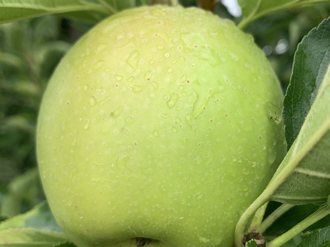 山形県産甘い香りの青リンゴ王林！5キロ