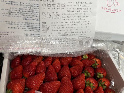 春SALE!! トクトク🍓いちごの宝石箱 朝摘み完熟❤️酵素栽培のこだわり  