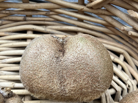 農薬・化学肥料・除草剤不使用　愛媛県産ふぞろいのキウイたち（ヘイワード）5kg(50個前後)（ご家庭用）