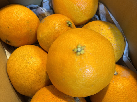 まどんな『ゼリーのようなプルプル食感』（家庭用 2kg）媛果まどんな