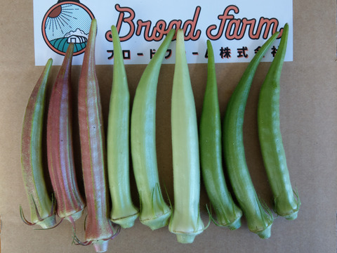 信州産オクラ!500g