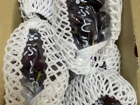 【ご家庭用】ジューシー！あま〜い！露地栽培！紀州有田巨峰村三木と園の種あり藤稔（ふじみのり）１.５ｋｇ（６～８房）