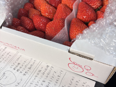 春SALE!!トクトク🍓いちごの宝石箱
朝摘み完熟酵素栽培のこだわりいちご
【いちご食べ比べ】３種食べ比べ！