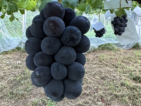 山梨県産　家庭用　巨峰　2キロ（4〜6房）