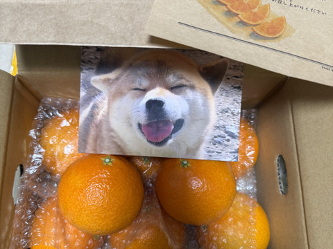 【ぷるん、とろり】完熟ハウス 福まどんな《ご家庭用 2kg》｜サイズ混合｜愛媛・西宇和産