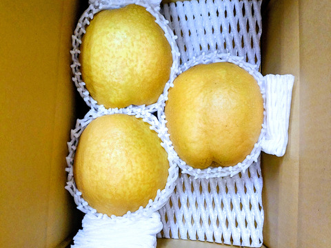 【鳥取産】（特大）王秋梨