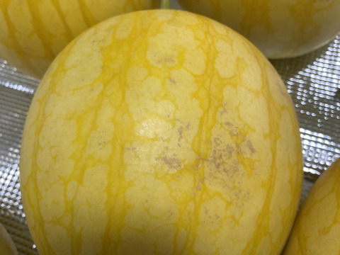 [訳あり][外観傷、軽微なお尻ヒビ]高糖度でシャリっと美味しい。種はほとんどありません。薄皮で皮際まで美味しい金色に輝く金福すいか-福井市特産品- L玉1個