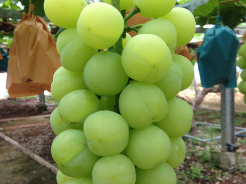 完熟出荷 熟れたらほのかに黄色い 瀬戸ジャイアンツ 1 箱 岡山県産 食べチョク 農家 漁師の産直ネット通販 旬の食材を生産者直送