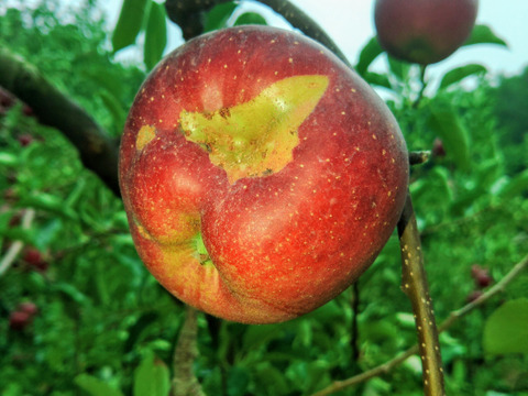 りんご 訳あり🍎秋映🍎 長野県オリジナル品種 三兄弟の長男 5kg 小玉