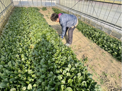 農薬不使用とれたて朝どり【ほうれん草】25袋／常温配送