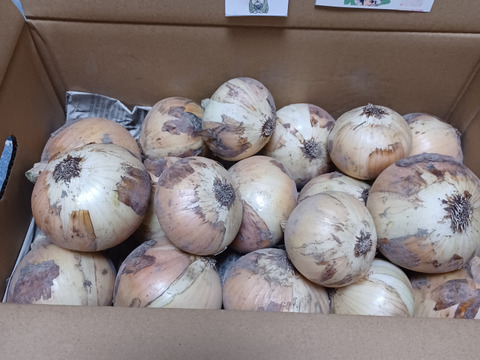 【コスパ重視】淡路島産新玉ねぎ　訳あり品〜毎日の料理の強い味方〜　5kg（サイズ混合）