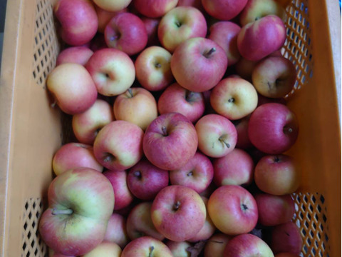 超希少！完全農薬無し栽培　葉取らず訳ありこうとく　1.5キロ以上入