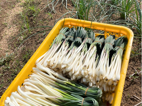 エシャレット（若採りらっきょう）シャキシャキ食感 味噌つけてそのまま丸かじり茨城県産 15本束（農薬・化学肥料・除草剤・防虫剤不使用）