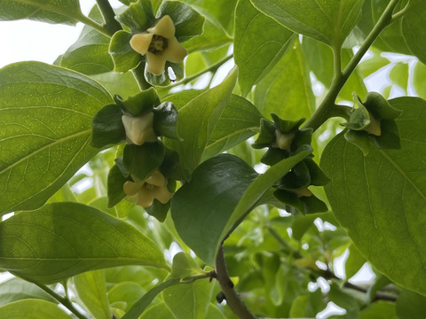 ◉お得意様限定 ！◉　みんなで秋をかじろう！和歌山秋の味覚　たねなし柿　家庭用　お得な大容量 大箱(100サイズ)30～40個入　※10月1日から順次発送です。