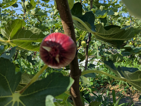 【規格外】冷凍まるごとイチジク(皮付き 2kg)