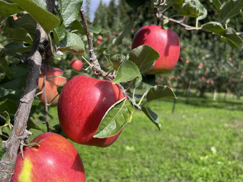 綺麗な葉とらずシナノスイート 5ｷﾛ箱12～18玉