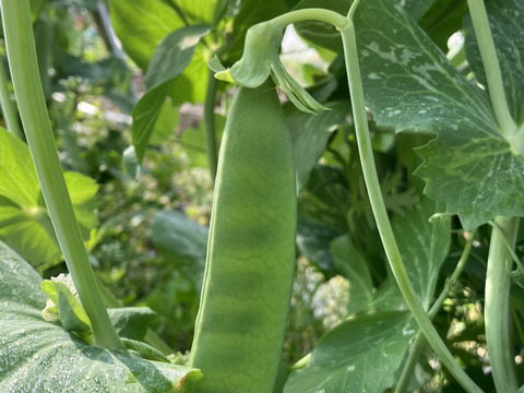 【福島県伊達地方産】朝採れキュウリとつやつやズッキーニ＋旬野菜セット〈クール便発送〉キュウリ5本+ズッキーニ4本1.8キロ