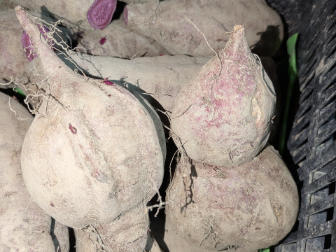 【規格外】鮮やかな紫色！紫芋（あやむらさき）4kg